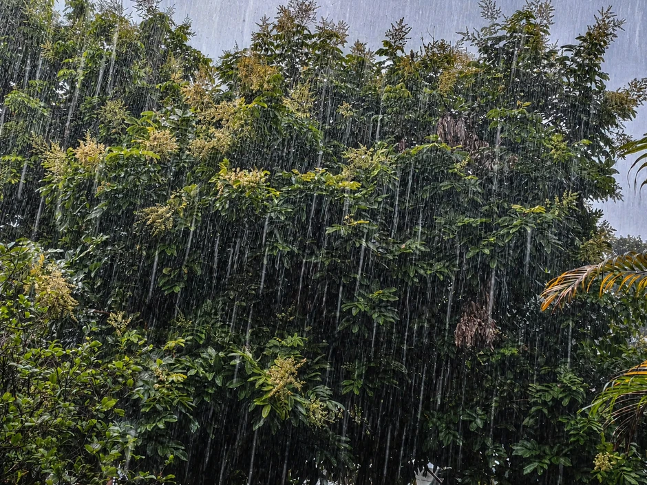Mưa dông bất ngờ làm hạ nhiệt TP Hồ Chí Minh Mưa dông bất ngờ làm hạ nhiệt TP Hồ Chí Minh