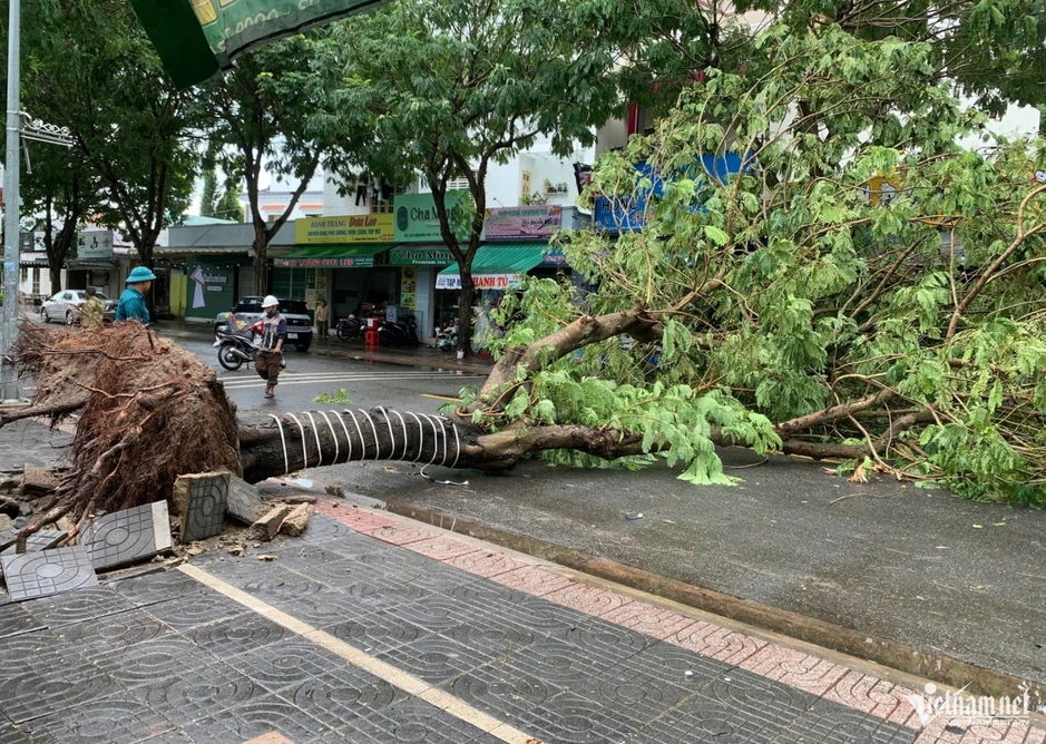 Mưa gió quật ngã nhiều cây xanh, đè trúng ô tô ở TP.HCM Mưa gió quật ngã nhiều cây xanh, đè trúng ô tô ở TP.HCM