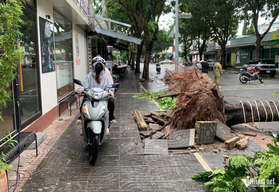 Mưa gió quật ngã nhiều cây xanh, đè trúng ô tô ở TP.HCM Mưa gió quật ngã nhiều cây xanh, đè trúng ô tô ở TP.HCM