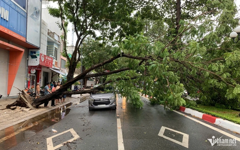 Mưa gió quật ngã nhiều cây xanh, đè trúng ô tô ở TP.HCM Mưa gió quật ngã nhiều cây xanh, đè trúng ô tô ở TP.HCM