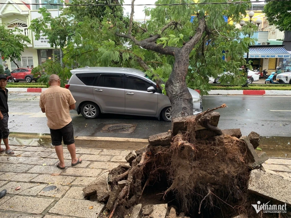 Mưa gió quật ngã nhiều cây xanh, đè trúng ô tô ở TP.HCM Mưa gió quật ngã nhiều cây xanh, đè trúng ô tô ở TP.HCM