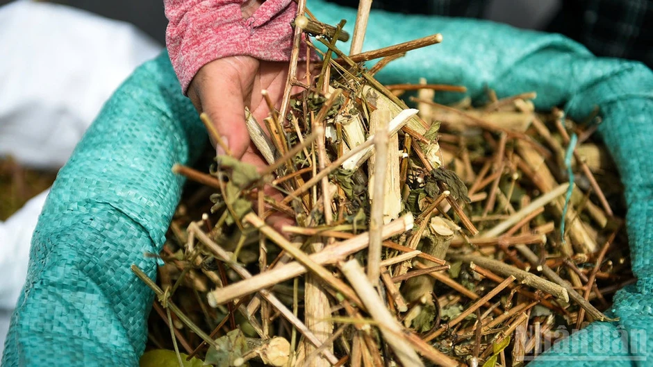 Mùa lá mồng 5 về giữa góc chợ phố cổ Hội An Mùa lá mồng 5 về giữa góc chợ phố cổ Hội An