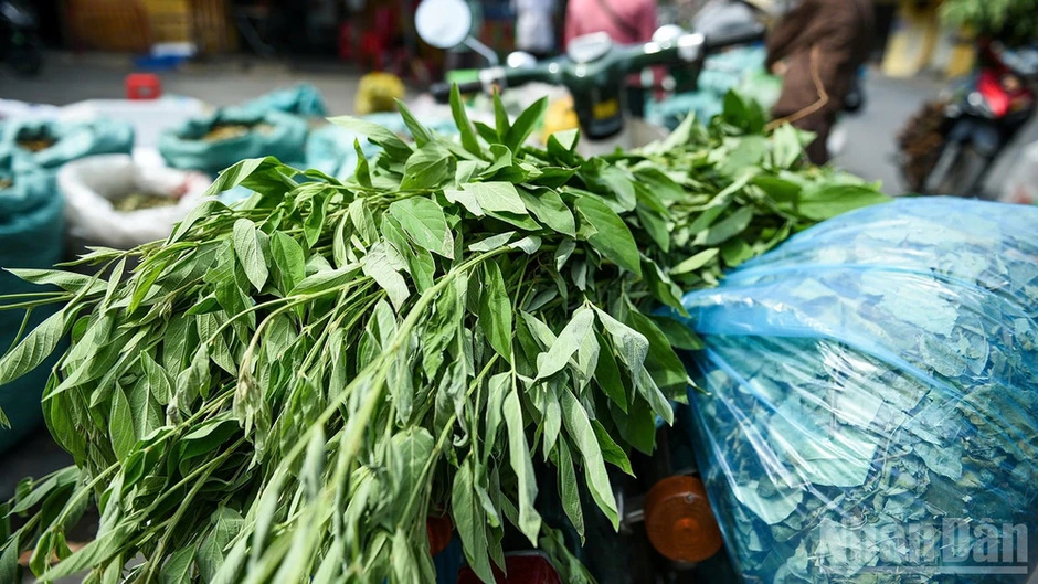 Mùa lá mồng 5 về giữa góc chợ phố cổ Hội An Mùa lá mồng 5 về giữa góc chợ phố cổ Hội An
