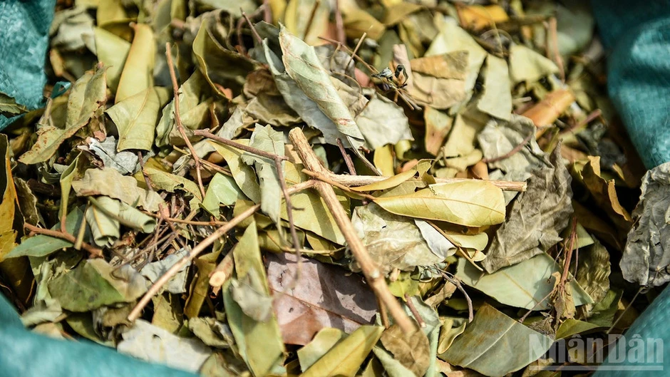 Mùa lá mồng 5 về giữa góc chợ phố cổ Hội An Mùa lá mồng 5 về giữa góc chợ phố cổ Hội An
