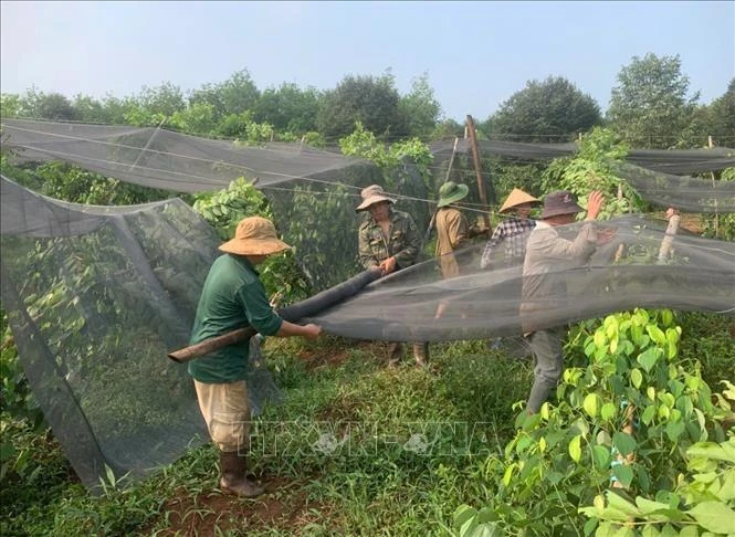 Mưa lớn kèm lốc xoáy làm gãy đổ hàng nghìn trụ tiêu tại Đồng Nai