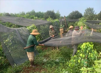 Mưa lớn kèm lốc xoáy làm gãy đổ hàng nghìn trụ tiêu tại Đồng Nai