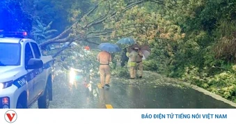 Mưa lớn làm cây đổ chắn ngang Quốc lộ 27 qua đèo Ngoạn Mục, Khánh Hòa