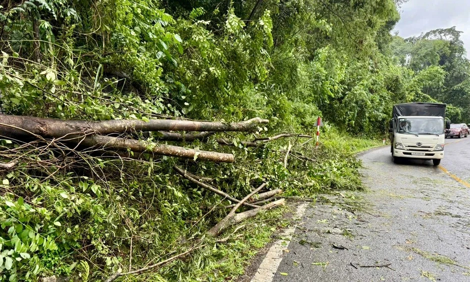 Mưa lớn làm nhiều cây rừng ngã đổ trên đèo Bảo Lộc Mưa lớn làm nhiều cây rừng ngã đổ trên đèo Bảo Lộc