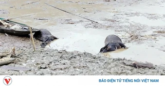 Mưa lớn tiếp diễn ở miền Bắc, cảnh báo nguy cơ lũ quét và sạt lở đất