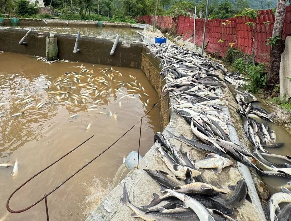 Mưa lũ cuốn trôi giấc mơ cá tầm nơi vùng cao Quảng Ninh