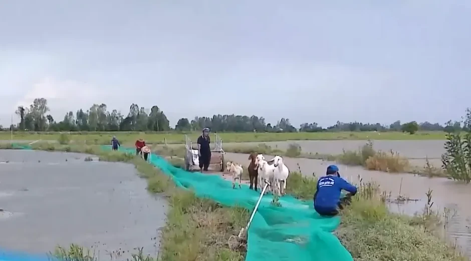Mùa lũ tại Đồng bằng sông Cửu Long đến muộn