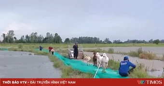 Mùa lũ tại Đồng bằng sông Cửu Long đến muộn