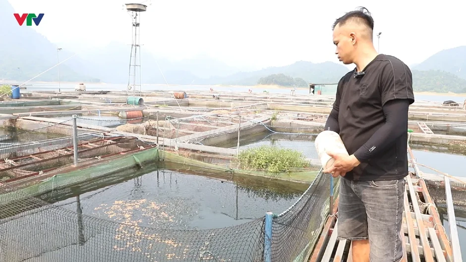 Nà Hang (Tuyên Quang): Khai thác lợi thế lòng hồ, phát triển nghề nuôi cá đặc sản Nà Hang (Tuyên Quang): Khai thác lợi thế lòng hồ, phát triển nghề nuôi cá đặc sản