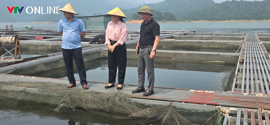 Nà Hang (Tuyên Quang): Khai thác lợi thế lòng hồ, phát triển nghề nuôi cá đặc sản Nà Hang (Tuyên Quang): Khai thác lợi thế lòng hồ, phát triển nghề nuôi cá đặc sản