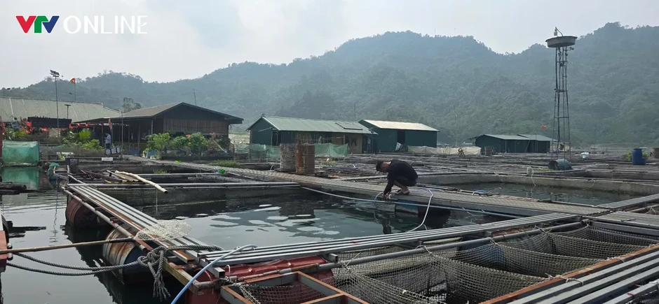 Nà Hang (Tuyên Quang): Khai thác lợi thế lòng hồ, phát triển nghề nuôi cá đặc sản Nà Hang (Tuyên Quang): Khai thác lợi thế lòng hồ, phát triển nghề nuôi cá đặc sản