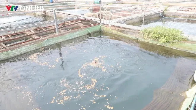 Nà Hang (Tuyên Quang): Khai thác lợi thế lòng hồ, phát triển nghề nuôi cá đặc sản Nà Hang (Tuyên Quang): Khai thác lợi thế lòng hồ, phát triển nghề nuôi cá đặc sản