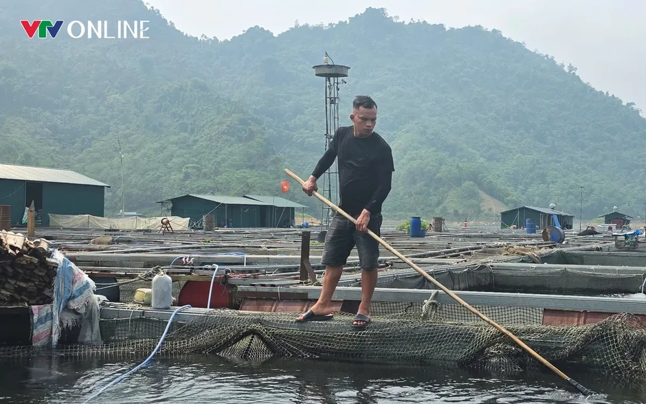 Nà Hang (Tuyên Quang): Khai thác lợi thế lòng hồ, phát triển nghề nuôi cá đặc sản Nà Hang (Tuyên Quang): Khai thác lợi thế lòng hồ, phát triển nghề nuôi cá đặc sản