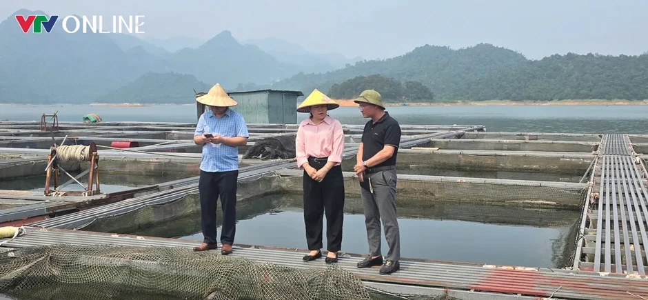 Nà Hang (Tuyên Quang): Khai thác lợi thế lòng hồ, phát triển nghề nuôi cá đặc sản Nà Hang (Tuyên Quang): Khai thác lợi thế lòng hồ, phát triển nghề nuôi cá đặc sản