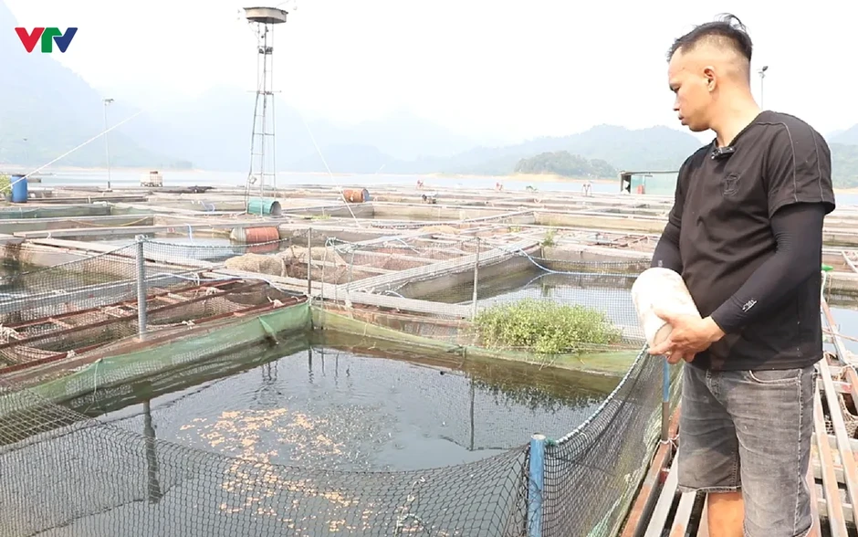 Nà Hang (Tuyên Quang): Khai thác lợi thế lòng hồ, phát triển nghề nuôi cá đặc sản Nà Hang (Tuyên Quang): Khai thác lợi thế lòng hồ, phát triển nghề nuôi cá đặc sản