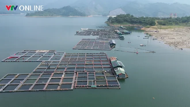 Nà Hang (Tuyên Quang): Khai thác lợi thế lòng hồ, phát triển nghề nuôi cá đặc sản Nà Hang (Tuyên Quang): Khai thác lợi thế lòng hồ, phát triển nghề nuôi cá đặc sản