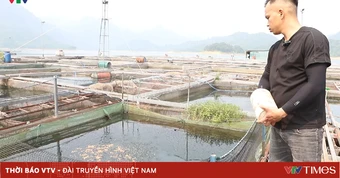 Nà Hang (Tuyên Quang): Khai thác lợi thế lòng hồ, phát triển nghề nuôi cá đặc sản