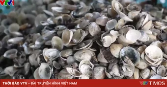 Ngao chết chưa rõ nguyên nhân, người dân Hà Tĩnh thiệt hại nặng
