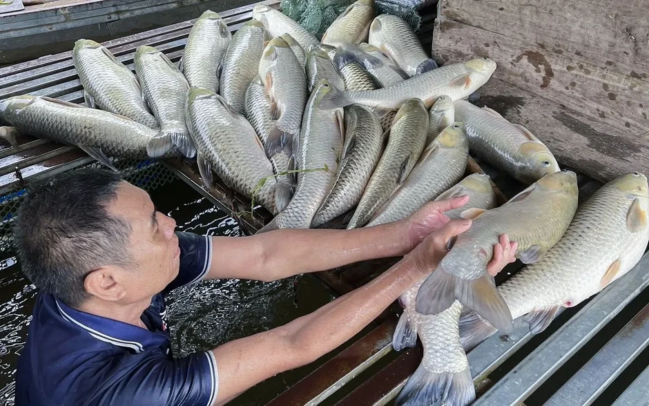 Nghệ An công bố kết quả xét nghiệm vụ cá chết hàng loạt trên sông Lam Nghệ An công bố kết quả xét nghiệm vụ cá chết hàng loạt trên sông Lam