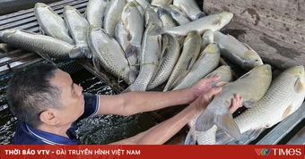Nghệ An công bố kết quả xét nghiệm vụ cá chết hàng loạt trên sông Lam