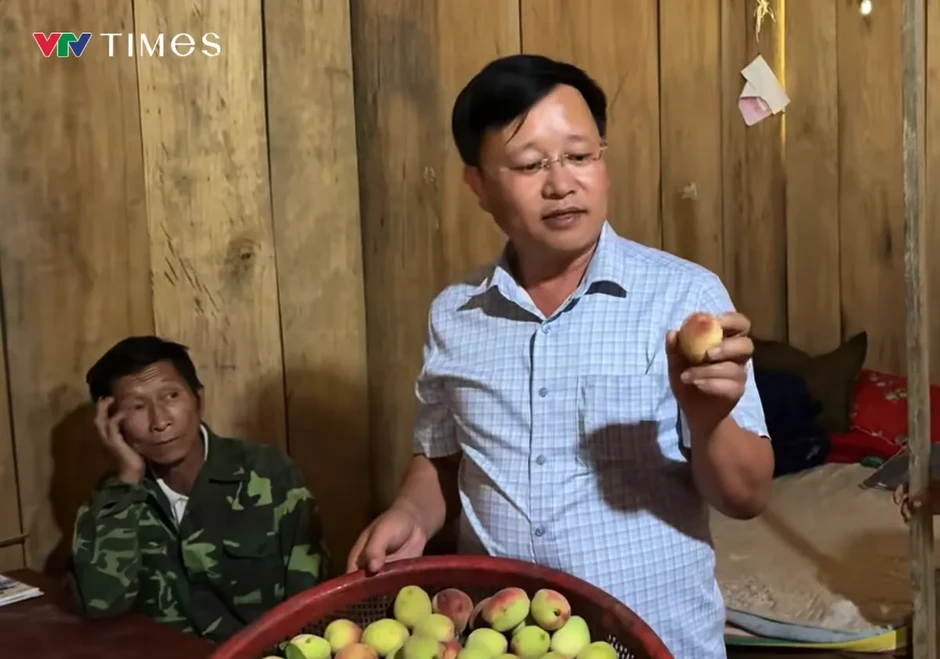 Nghệ An: Đào núi nơi biên giới được mùa, mở ra hướng phát triển kinh tế cho đồng bào dân tộc Nghệ An: Đào núi nơi biên giới được mùa, mở ra hướng phát triển kinh tế cho đồng bào dân tộc