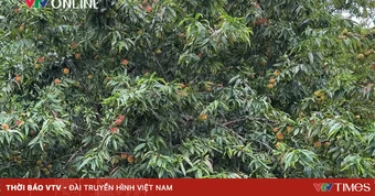 Nghệ An: Đào núi nơi biên giới được mùa, mở ra hướng phát triển kinh tế cho đồng bào dân tộc