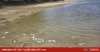 Nghệ An: Lấy mẫu nước xác định nguyên nhân cá chết bất thường tại đập thuỷ lợi