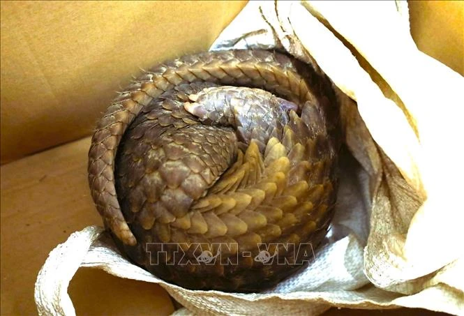 Nghệ An: Thả 1 cá thể tê tê quý hiếm về môi trường tự nhiên Nghệ An: Thả 1 cá thể tê tê quý hiếm về môi trường tự nhiên