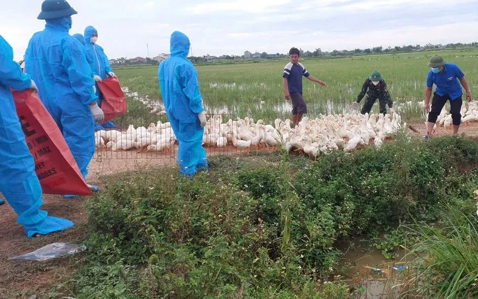 Nghệ An: Thành lập tổ phản ứng nhanh, thu gom gia cầm nhiễm H5N1 Nghệ An: Thành lập tổ phản ứng nhanh, thu gom gia cầm nhiễm H5N1