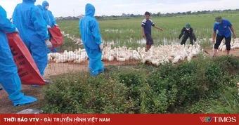 Nghệ An: Thành lập tổ phản ứng nhanh, thu gom gia cầm nhiễm H5N1