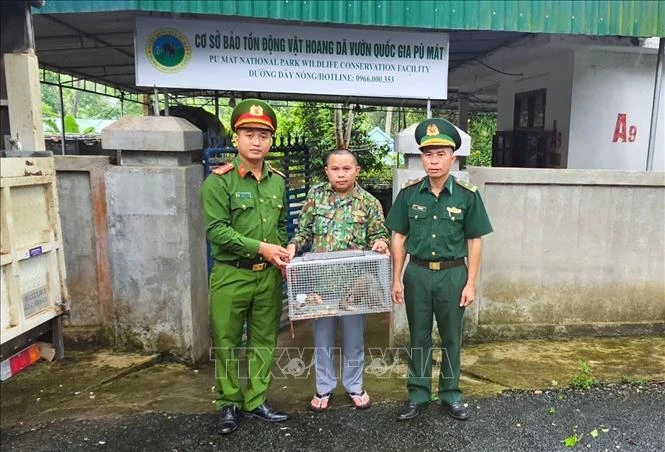 Nghệ An tiếp nhận 2 cá thể tê tê quý hiếm do người dân giao nộp Nghệ An tiếp nhận 2 cá thể tê tê quý hiếm do người dân giao nộp