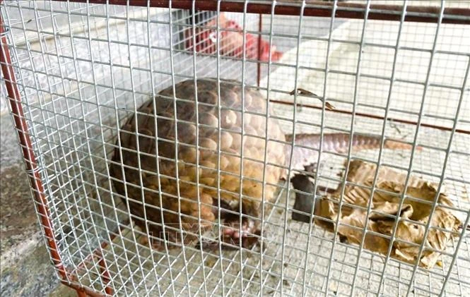 Nghệ An tiếp nhận 2 cá thể tê tê quý hiếm do người dân giao nộp Nghệ An tiếp nhận 2 cá thể tê tê quý hiếm do người dân giao nộp