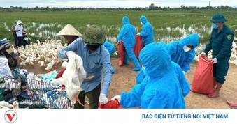 Nghệ An tiêu hủy khoảng 60.000 con gia cầm do dịch cúm gia cầm