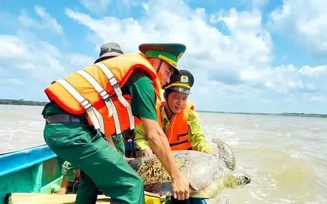 Ngư dân Cà Mau giải cứu vích quý hiếm nặng 60kg Ngư dân Cà Mau giải cứu vích quý hiếm nặng 60kg