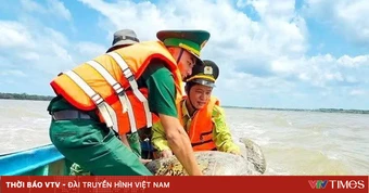 Ngư dân Cà Mau giải cứu vích quý hiếm nặng 60kg