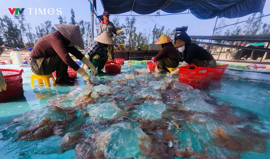 Ngư dân Nghệ An trúng đậm mùa sứa biển, thu tiền triệu mỗi chuyến ra khơi Ngư dân Nghệ An trúng đậm mùa sứa biển, thu tiền triệu mỗi chuyến ra khơi