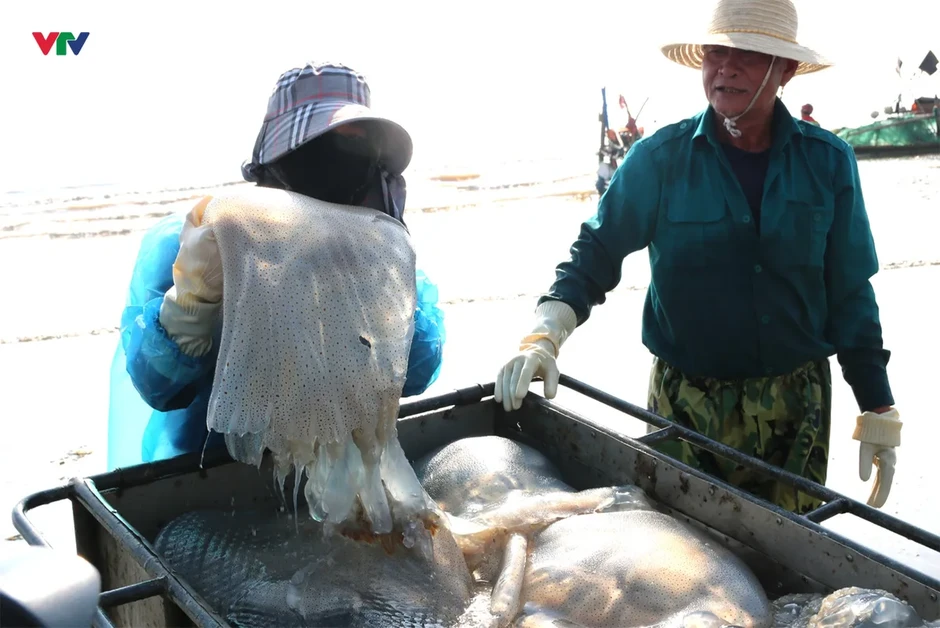 Ngư dân Nghệ An trúng đậm mùa sứa biển, thu tiền triệu mỗi chuyến ra khơi Ngư dân Nghệ An trúng đậm mùa sứa biển, thu tiền triệu mỗi chuyến ra khơi