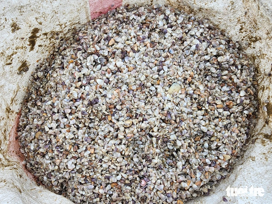 Người dân đua nhau cào ốc tép kiếm tiền triệu mỗi ngày dịp đầu năm Người dân đua nhau cào ốc tép kiếm tiền triệu mỗi ngày dịp đầu năm