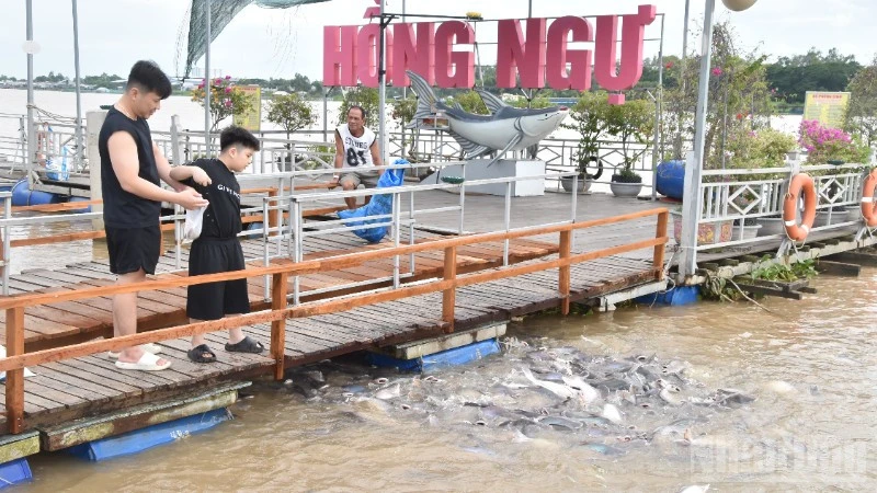 Người dân được thư giãn cùng đàn cá tự nhiên ở Đồng Tháp Người dân được thư giãn cùng đàn cá tự nhiên ở Đồng Tháp
