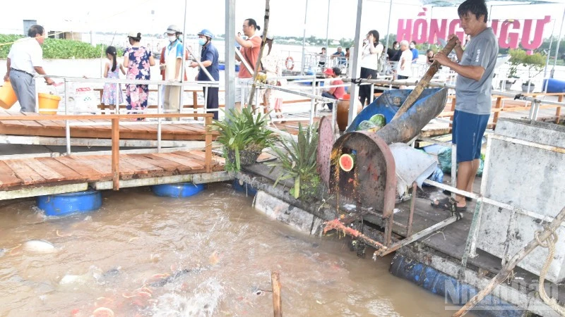 Người dân được thư giãn cùng đàn cá tự nhiên ở Đồng Tháp Người dân được thư giãn cùng đàn cá tự nhiên ở Đồng Tháp