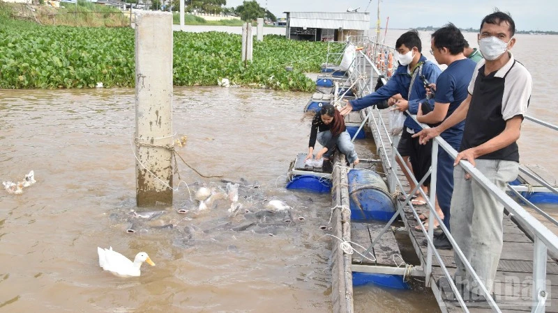 Người dân được thư giãn cùng đàn cá tự nhiên ở Đồng Tháp Người dân được thư giãn cùng đàn cá tự nhiên ở Đồng Tháp