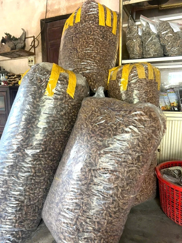 Người dân Gia Lai đổ xô tìm xác ve sầu bán giá cao Người dân Gia Lai đổ xô tìm xác ve sầu bán giá cao