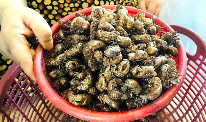Người dân Gia Lai đổ xô tìm xác ve sầu bán giá cao Người dân Gia Lai đổ xô tìm xác ve sầu bán giá cao