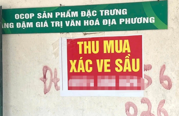 Người dân Gia Lai đổ xô tìm xác ve sầu bán giá cao Người dân Gia Lai đổ xô tìm xác ve sầu bán giá cao