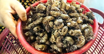 Người dân Gia Lai đổ xô tìm xác ve sầu bán giá cao