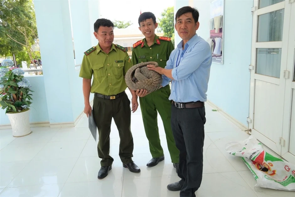 Người dân giao nộp cá thể tê tê quý hiếm cho cơ quan chức năng Người dân giao nộp cá thể tê tê quý hiếm cho cơ quan chức năng